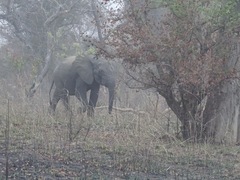 Loxodonta