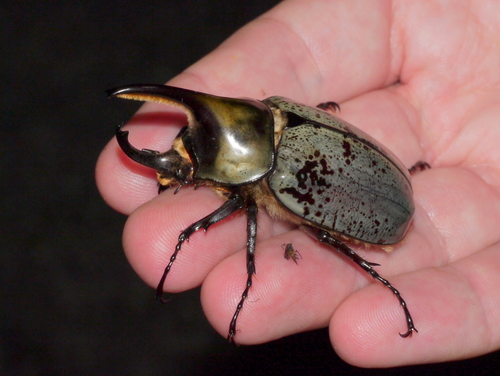 Grant's Hercules Beetle photo 5