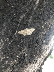 Percnia fumidaria