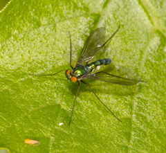 Heteropsilopus cingulipes