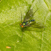 Chrysosomatini - Photo (c) Keith Martin-Smith, some rights reserved (CC BY-NC-SA), uploaded by Keith Martin-Smith