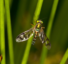 Heteropsilopus ingenuus