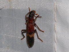 Cymatodera tricolor