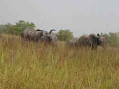 Loxodonta