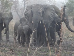 Loxodonta