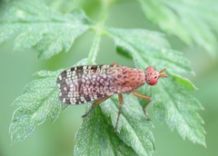 Euthycera chaerophylli