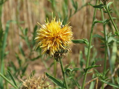 Centaurea collina