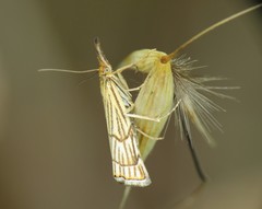 Chrysocrambus