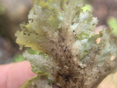 Sticta filix