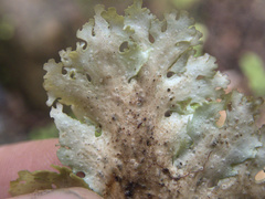 Sticta filix