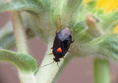 Deraeocoris ribauti
