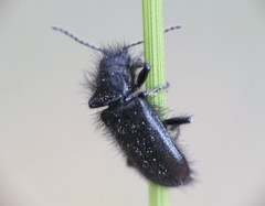 Enicopus