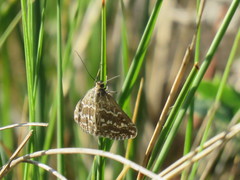 Evergestis frumentalis