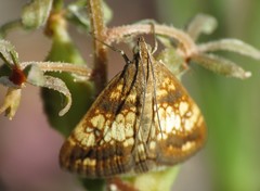 Evergestis politalis