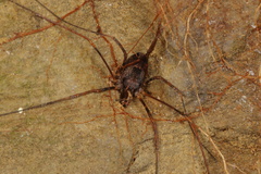 Enantiobuninae