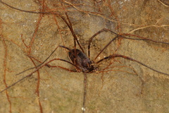 Enantiobuninae