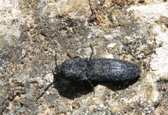Lacon punctatus