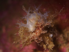Dendronotus