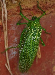 Physemacris variolosa