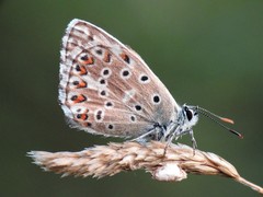 Polyommatus hispana