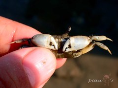 Macrophthalmus tomentosus