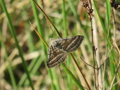 Scotopteryx coarctaria