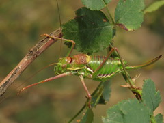 Parasteropleurus perezii
