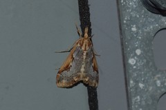 Loxostege albiceralis
