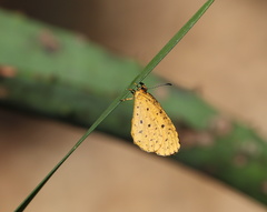 Pentila tropicalis