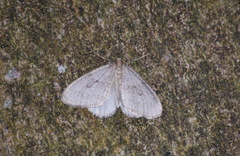 Operophtera fagata