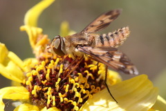 Poecilanthrax arethusa