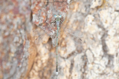 Lestes pallidus