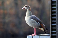 Alopochen aegyptiaca