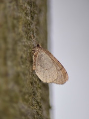 Operophtera fagata