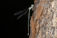 Lestes pallidus