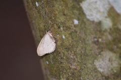 Operophtera fagata