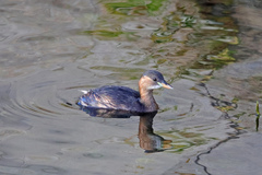 Tachybaptus ruficollis