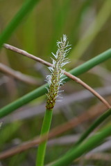 Eleocharis sphacelata