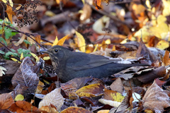 Turdus merula