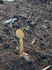 Battarrea phalloides