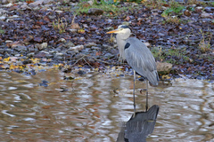 Ardea cinerea