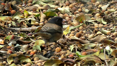 Junco hyemalis