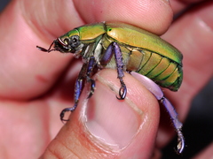 Chrysina beyeri