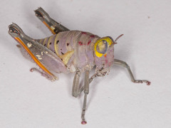 Thericles obtusifrons