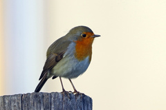 Erithacus rubecula