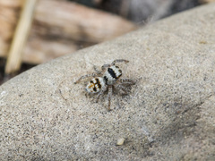 Philaeus chrysops