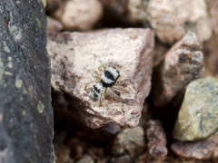 Philaeus chrysops