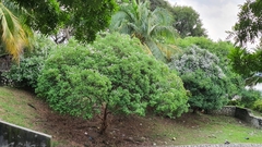 Syzygium zeylanicum