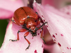 Lilioceris schneideri