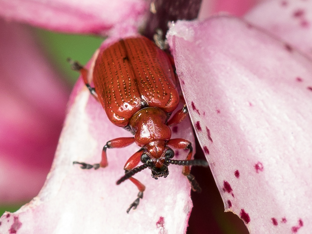 Lilioceris schneideri